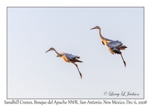 Sandhill Cranes