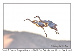 Sandhill Cranes