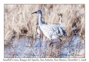 Sandhill Crane