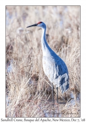 Sandhill Crane