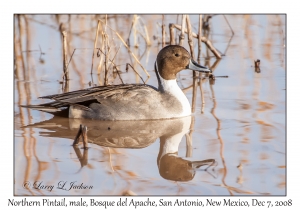 Northern Pintail male