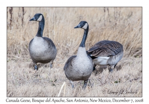 Canada Geese