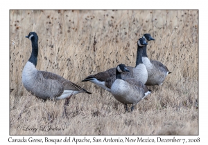 Canada Geese