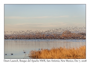 Dawn Flight of the  Snow Geese