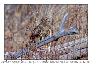 Northern Harrier female