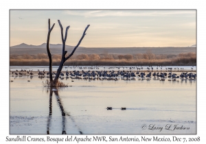 Sandhill Cranes