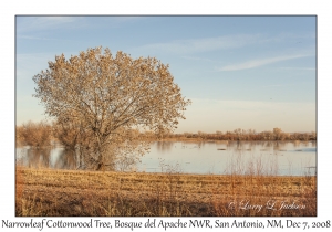 Narrowleaf Cottonwood Tree