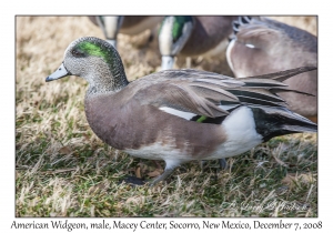 American Widgeon male