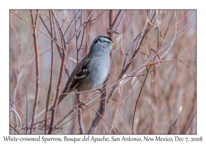 White-crowned Sparrow