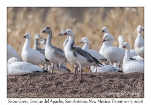 Snow Geese