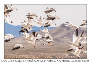 Snow Geese