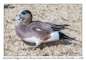 American Widgeon male