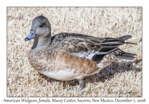 American Widgeon female