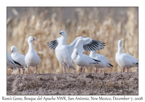 Ross's Geese