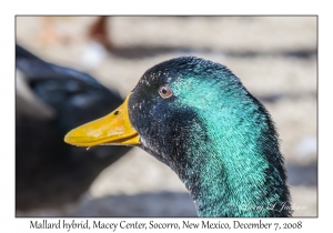 Mallard hybrid