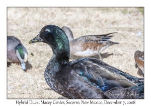 Hybrid Duck