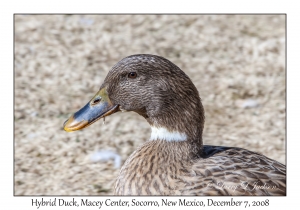 Hybrid Duck