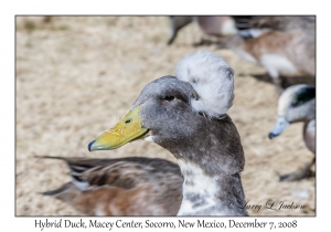 Hybrid Duck