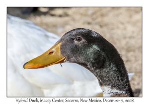 Hybrid Duck