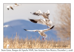 Snow Geese