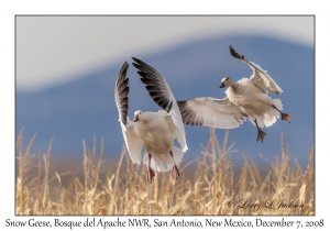 Snow Geese