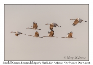 Sandhill Cranes