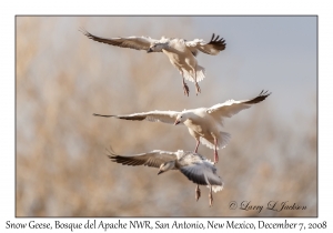 Snow Geese