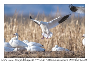 Snow Geese