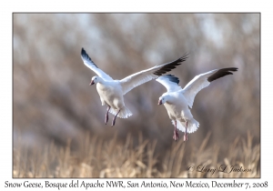 Snow Geese