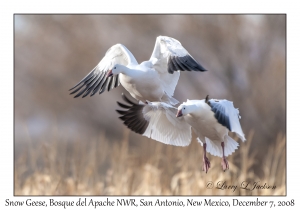 Snow Geese