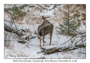 Mule Deer female