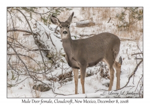 Mule Deer female