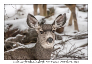 Mule Deer female