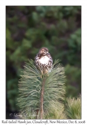 Red-tailed Hawk juvenile