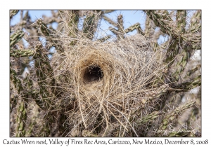 Cactus Wren nest