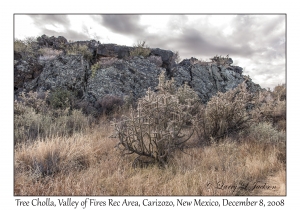 Tree Cholla