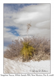 Soaptree Yucca