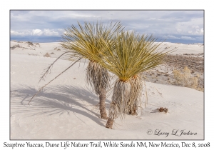 Soaptree Yucca