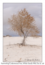 Narrowleaf Cottonwood Tree