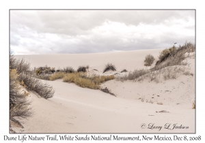 Dune Life Nature Trail