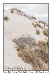 Dune Life Nature Trail