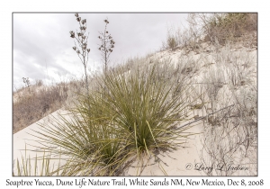 Soaptree Yucca