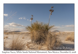 Soaptree Yucca