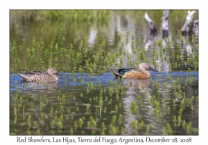 Red Shovelers