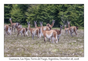 Guanaco