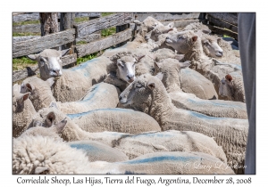 Corriedale Sheep