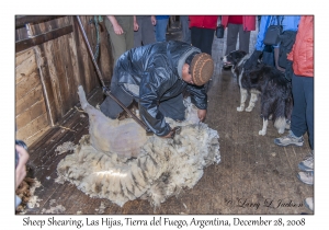 Shearing Corriedale Sheep