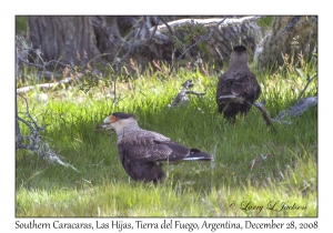 Southern Caracaras