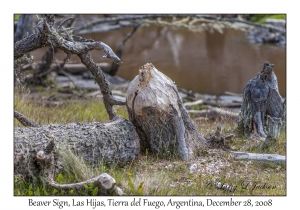 Beaver Sign