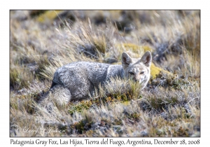 Patagonia Gray Fox